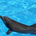 Marineland - Dauphins - 003